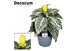 Aphelandra squarrosa dania Decorum