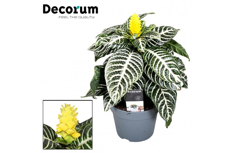 Aphelandra squarrosa dania Decorum 