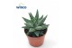 Haworthia margaritifera 