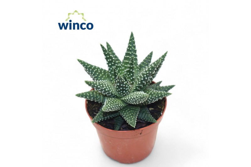Haworthia margaritifera 