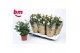 Rosa light pink beau monde licht roze 