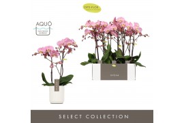Phalaenopsis anthura padova 2 tak optistar in white molise aquo