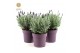 Lavandula stoechas silver anouk 