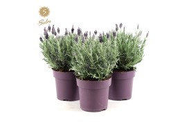 Lavandula stoechas silver anouk