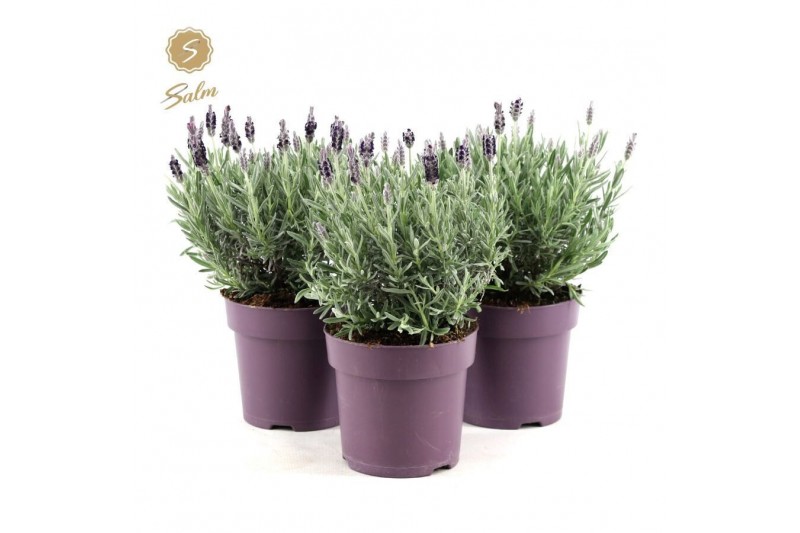 Lavandula stoechas silver anouk 