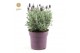 Lavandula stoechas silver anouk 