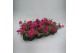 Verbena magelana magic rose Verbena Pink 