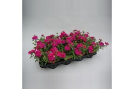 Verbena magelana magic rose Verbena Pink