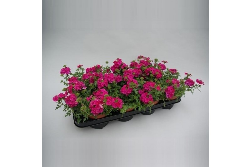 Verbena magelana magic rose Verbena Pink Verbena magelana magic rose Verbena Pink