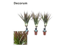 Dracaena marg. magenta tiny tummy decorum