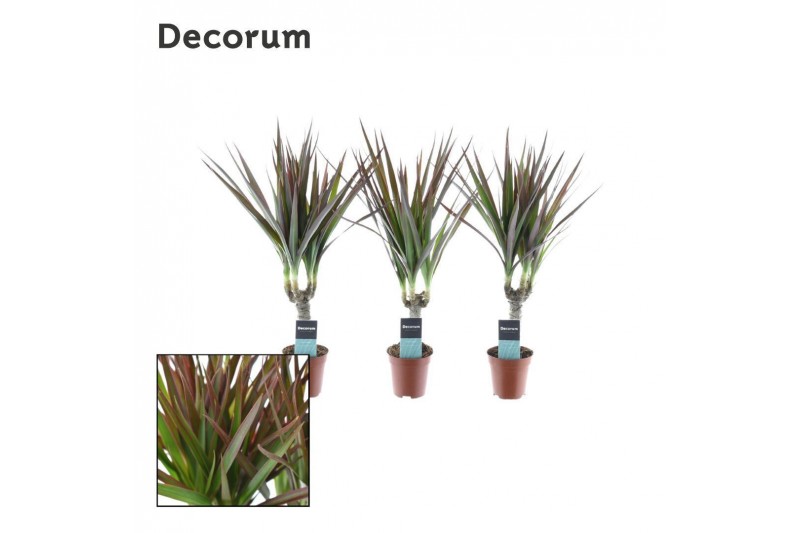 Dracaena marg. magenta tiny tummy decorum Dracaena marg. magenta tiny tummy decorum