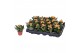 Kalanchoe rosalina don pedro oranje zonder hoes 