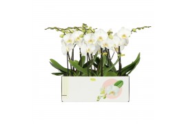 Phalaenopsis wit Big 50 2 spike 18 bl. 2 tak/plnt