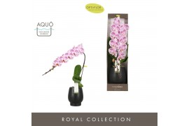 Phalaenopsis paars Formidablo - Iguaza Falls - 1 tak, 12+ bloem - Abru