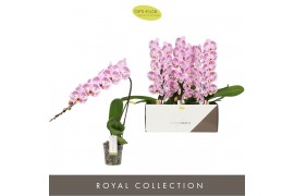 Phalaenopsis paars Formidablo - Iguaza Falls - 1 tak, 12+ bloem