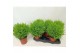 Cupressus macr. goldcrest wilma bol op pot 