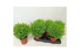 Cupressus macr. goldcrest wilma bol op pot