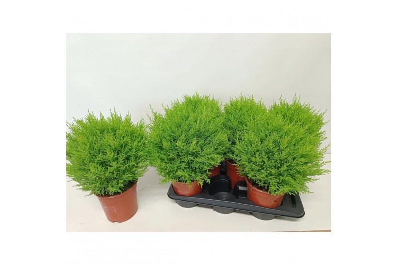 Cupressus macr. goldcrest wilma bol op pot 