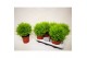 Cupressus macr. goldcrest wilma bol op pot 