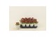 Kalanchoe blossfeldiana gevuld rubio red 