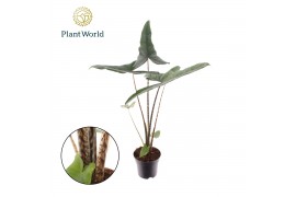 Alocasia zebrina Alocasia Tigrina Superba 14 cm (Decorum) 1 pp