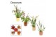 Cambria mix 2 tak in liam nature world decorum 