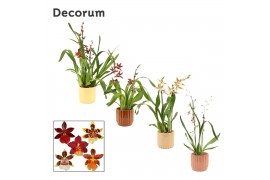 Cambria mix 2 tak in liam nature world decorum