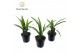Trachycarpus fortunei Trachycarpus fortuneii / Eagle palm P10,5 