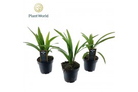 Trachycarpus fortunei Trachycarpus fortuneii / Eagle palm P10,5