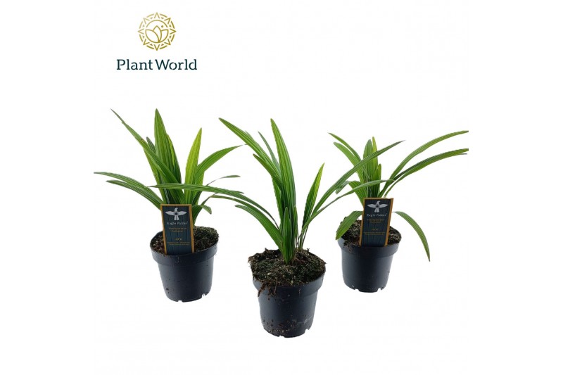 Trachycarpus fortunei Trachycarpus fortuneii / Eagle palm P10,5 Trachycarpus fortunei Trachycarpus fortuneii / Eagle palm P10,5