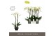 Phalaenopsis wit Maistro Bach - 2 tak, 18+ bloem - 60cm -Abruzzo Black 