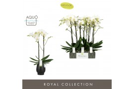 Phalaenopsis wit Maistro Bach - 2 tak, 18+ bloem - 60cm -Abruzzo Black
