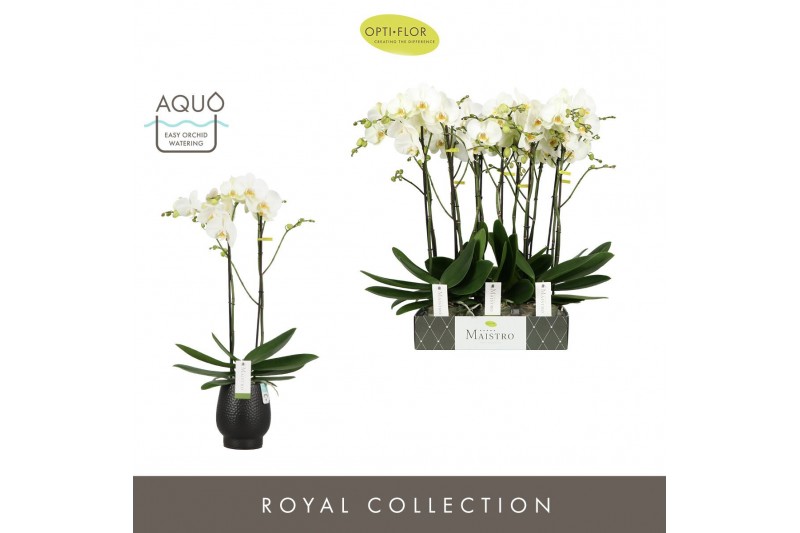 Phalaenopsis wit Maistro Bach - 2 tak, 18+ bloem - 60cm -Abruzzo Black 