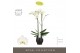Phalaenopsis wit Maistro Bach - 2 tak, 18+ bloem - 60cm -Abruzzo Black 