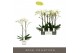 Phalaenopsis wit Maistro Bach - 2 tak, 18+ bloem - 60cm - Lazio White 