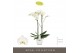 Phalaenopsis wit Maistro Bach - 2 tak, 18+ bloem - 60cm - Lazio White 