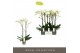 Phalaenopsis wit Maistro Bach - 2 tak, 18+ bloem - 60cm 