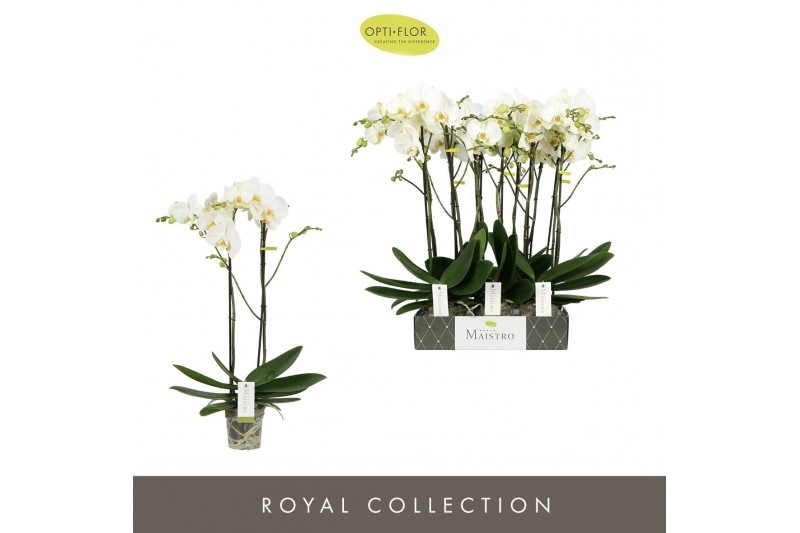Phalaenopsis wit Maistro Bach - 2 tak, 18+ bloem - 60cm 