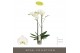 Phalaenopsis wit Maistro Bach - 2 tak, 18+ bloem - 60cm 