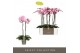 Phalaenopsis roze Optistar Madonna 2 tak 