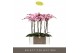 Phalaenopsis roze Optistar Madonna 2 tak 
