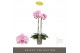 Phalaenopsis roze Optistar Madonna 2 tak 