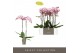 Phalaenopsis sorano 2 tak optistar 