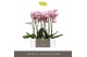 Phalaenopsis sorano 2 tak optistar 