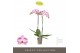 Phalaenopsis sorano 2 tak optistar 