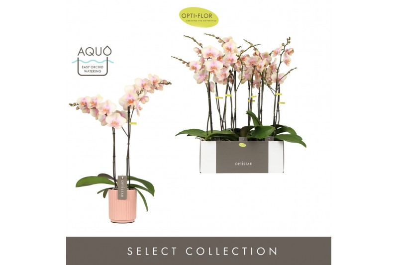 Phalaenopsis oranje Optistar Peaches 2 spike in Molise Salmon Aquo 15  