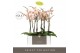 Phalaenopsis oranje Optistar Peaches 2 spike in Molise Salmon Aquo 15  