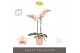 Phalaenopsis oranje Optistar Peaches 2 spike in Molise Salmon Aquo 15  