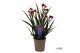 Anigozanthos Beauty Red® 