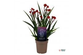 Anigozanthos Beauty Red®